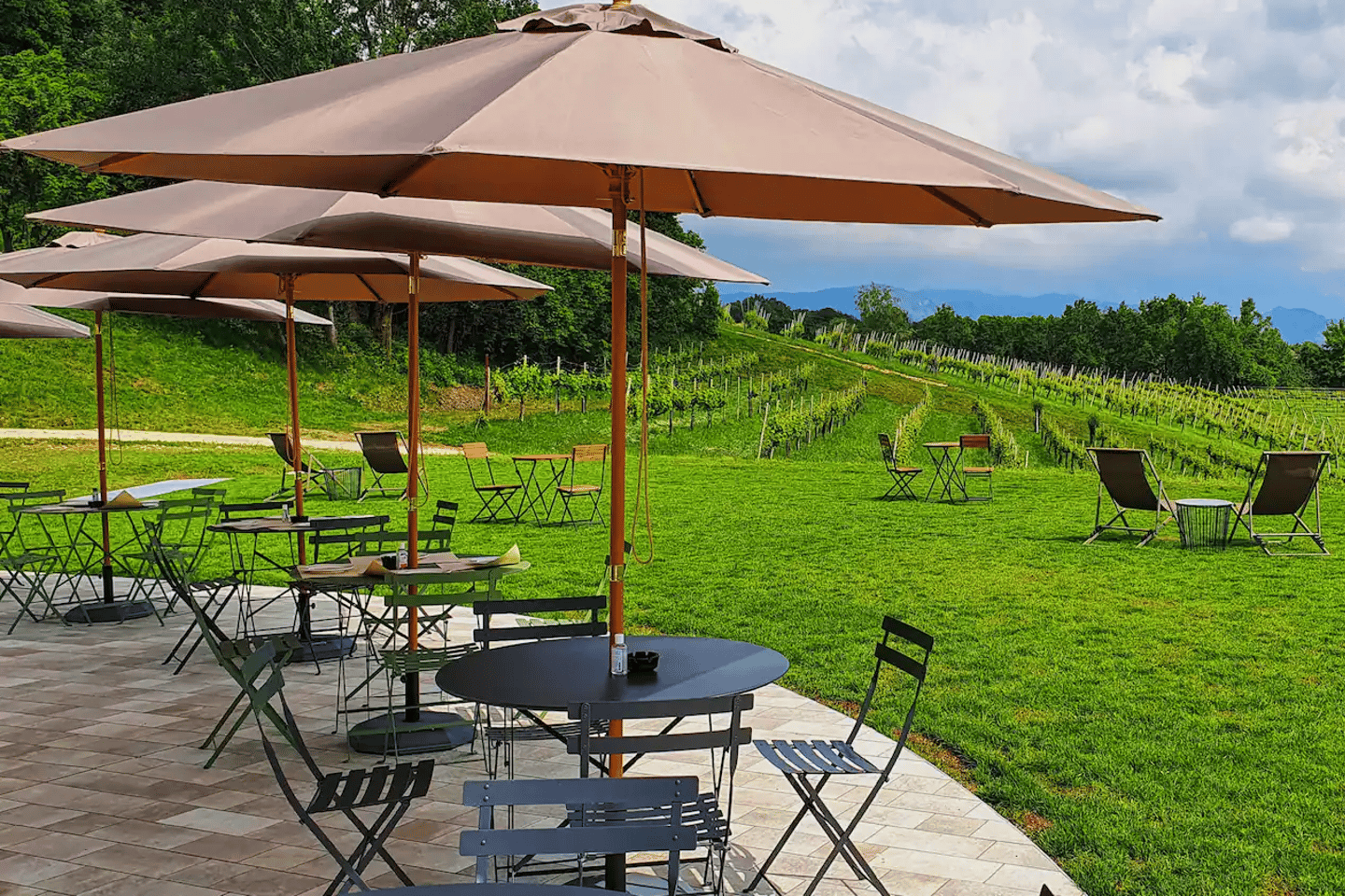 Conegliano: Prosecco Hills and Vineyards tour