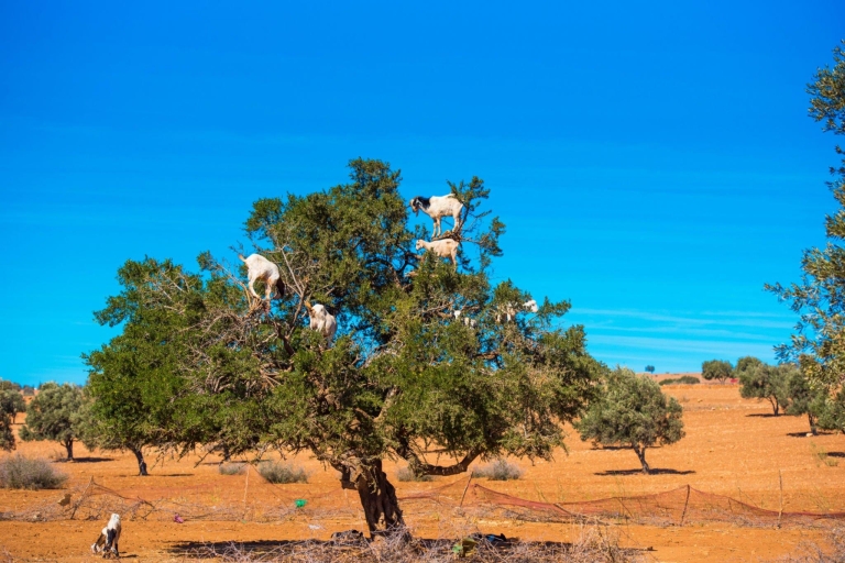 Agadir: Goat on Trees & Crocodile Park including HotelPickup