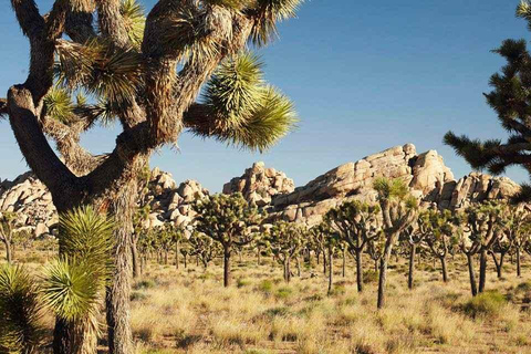 Wycieczka do parku narodowego Joshua Tree z Los Angeles