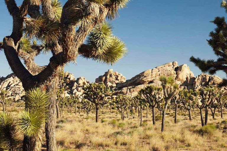 Wycieczka do parku narodowego Joshua Tree z Los Angeles