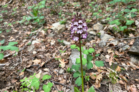 Sofia: Culinary Adventure To The Fungi And Botanical Kingdom