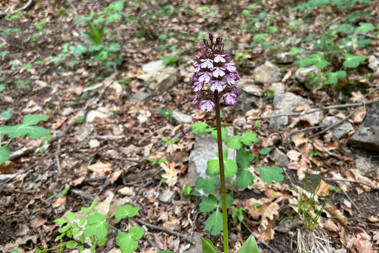 Sofia: Culinary Adventure To The Fungi And Botanical Kingdom