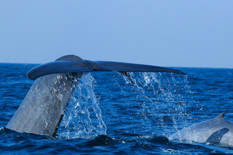 Mirissa: Walvis rondvaart met ontbijt