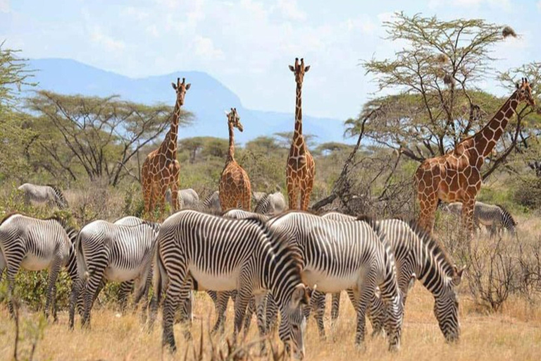 Au départ de Nairobi : 5 jours de safari dans les Aberdares, Ol Pejeta et Samburu