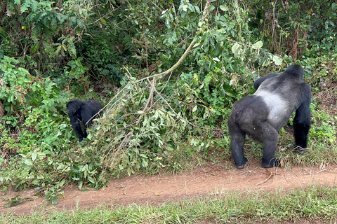 3-Day Congo (DRC) Lowland Gorilla Tracking from Rwanda English