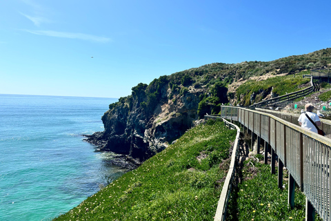 Dunedin City & Otago Peninsula Scenery Day Tour Private Tour
