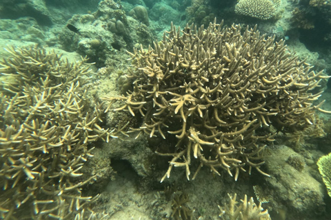 Coron: Dugong Watching Tour with Snorkeling
