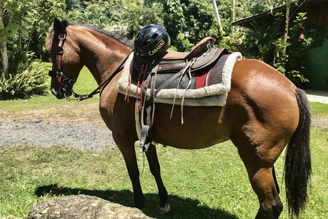 Carabalí Rainforest Park: Rainforest Horseback Riding Tour 2-Hour Horseback Ride