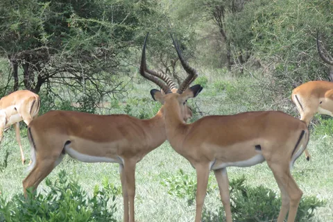 Two Days Safari to Tarangire & Ngorongoro Crater
