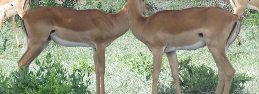 Safari partagé de deux jours au Tarangire et au cratère du Ngorongoro