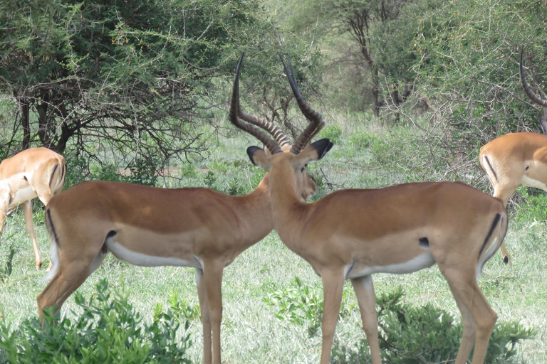 Zwei Tage Safari nach Tarangire &amp; Ngorongoro Krater