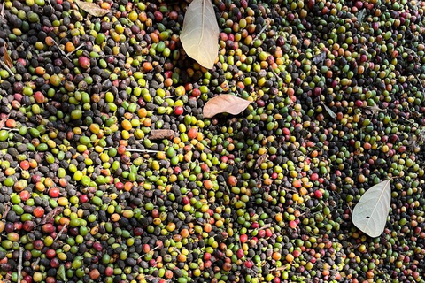 São Paulo Brazilian Coffee Culture & Farm Lunch Tour