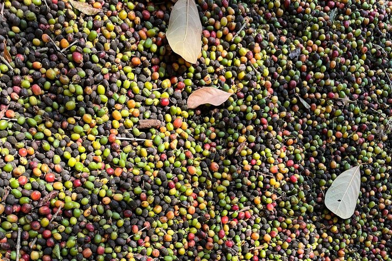 São Paulo Brazilian Coffee Culture & Farm Lunch Tour