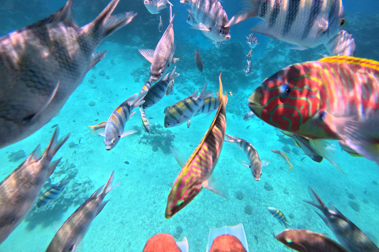 Hurghada: 4-Hour Dolphin Speedboat & Sea Scooter Snorkeling