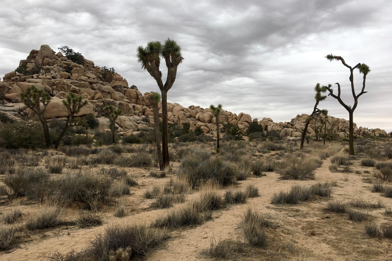 Von San Diego aus: 2-tägige Erkundung und Wanderung in Joshua Tree