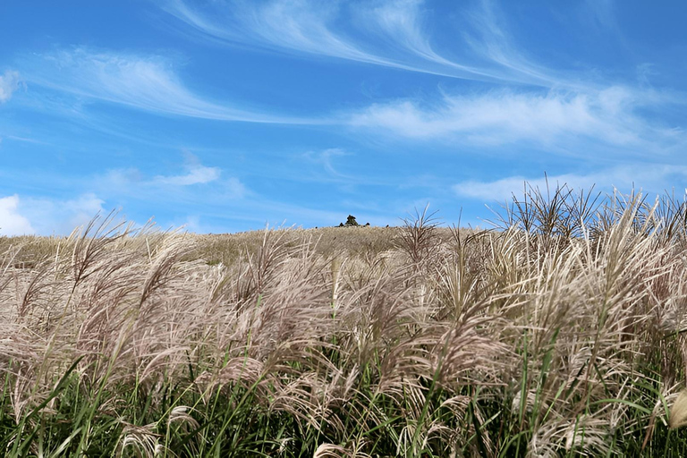 2024 Jeju Autumn Tour with Pink Muhly Festival