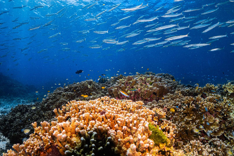 Phuket: Koh Racha Discovery Dive with Optional 2 or 3 Dives 3 Discovery Dives