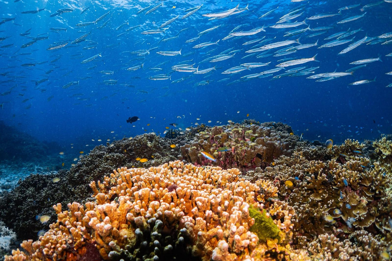 Phuket: Koh Racha Discovery Dive with Optional 2 or 3 Dives 3 Discovery Dives