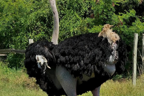 Nairobi: Ostrich Riding Experience