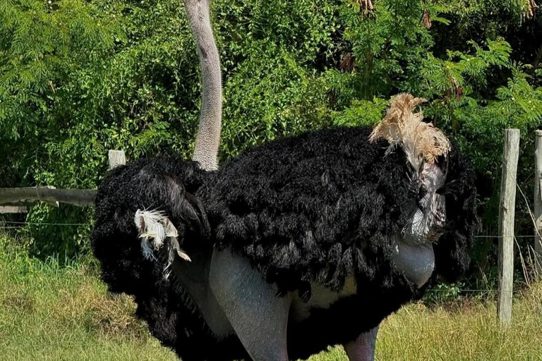 Nairobi: Ostrich Riding Experience