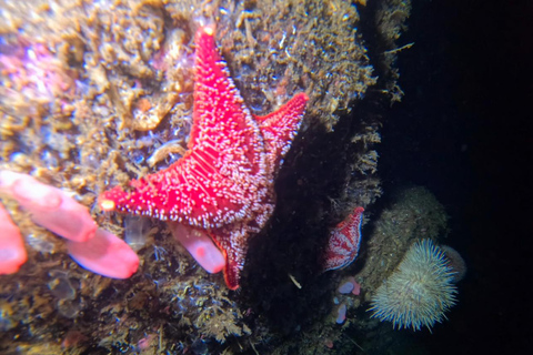 Bergen: Guided Dive Tour- All inclusive