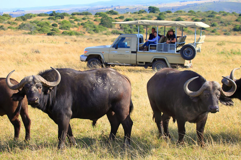 From Cape Town: 3-Day Garden Route Highlights and 4x4 SafariShared Group Tour with Shared Dorm Backpacker Hostel Stay