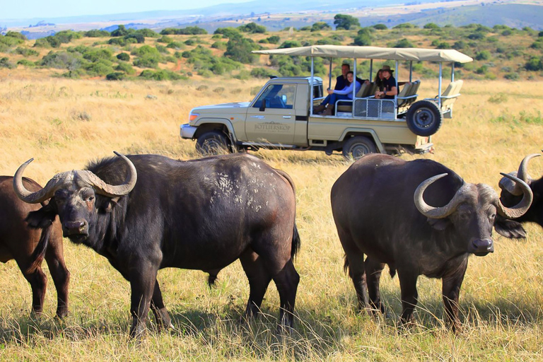 Vanuit Kaapstad/Stellenbosch: 3 dagen Garden Route en SafariBackpacker Slaapzaalpakket