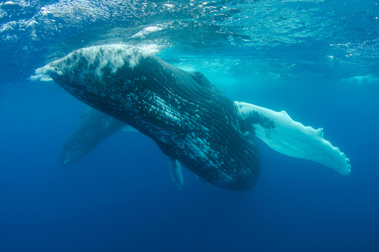 Moorea Shared Boat Tour Whale Swimming and Snorkeling Moorea 4H Shared Boat Tour Whale Swimming and Snorkeling