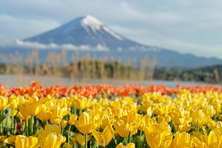 MOUNT FUJI DAGVULLENDE TOUR MET ENGELSE GIDSprivétour in het engels