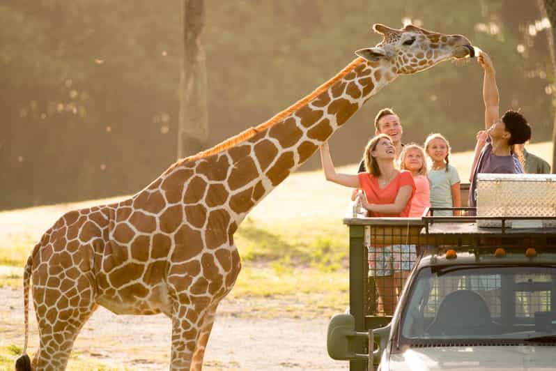 Tampa: Busch Gardens Tampa Bay Ticket & Multi-Park Options