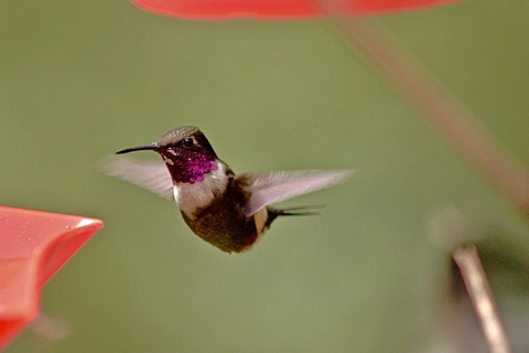 Cali: Jepp, Wala. nature in magic, organic gardens, birds Cali: Jeep, Wala. Nature in magic, organic gardens, birds