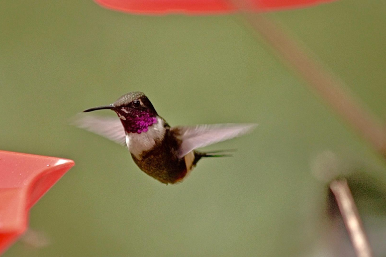 Cali: Jepp, Wala. nature in magic, organic gardens, birds Cali: Jeep, Wala. Nature in magic, organic gardens, birds