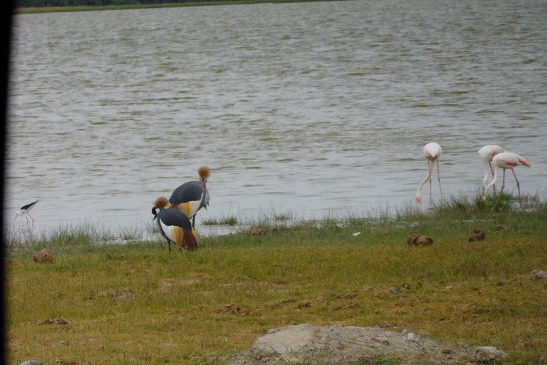 Tour di un giorno del Parco Nazionale di Amboseli e visita al villaggio Maasai