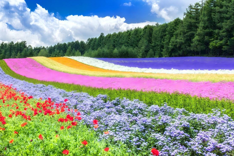 Patchwork Road Hidden-Gem Flower Tour