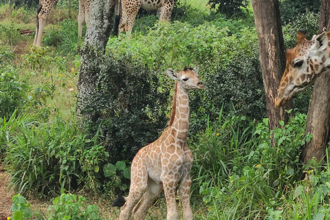 Giraffe Center, Blixen Museum, & Traditional Dance Show Tour