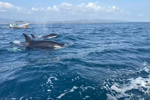 Puerto Escondido: Bootstour zu Delfinen und MeerestierenPrivate Tour
