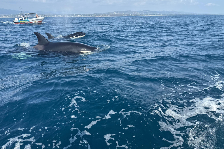 Puerto Escondido: Bootstour zu Delfinen und MeerestierenPrivate Tour