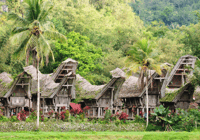 Tana Toraja, private 3D2N -Tour in South Sulawesi - Housity
