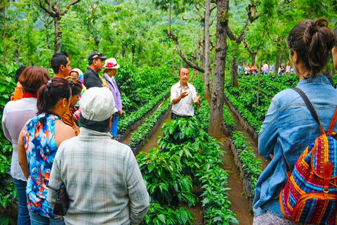 Medellin: Kaffeefarm Tour mit Verkostung und Mittagessen