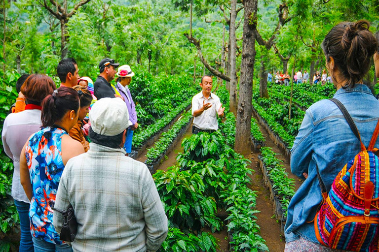 Medellin: Tour della fattoria del caffè con degustazione e pranzo