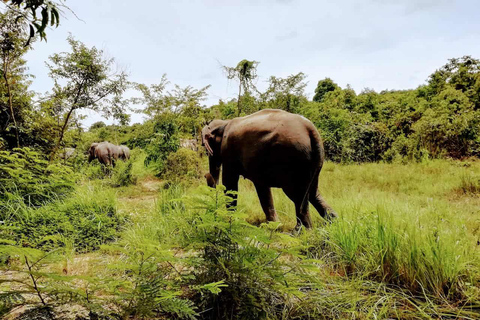 Excursão de um dia aos templos de Angkor Wat e à floresta de elefantes de Kulen