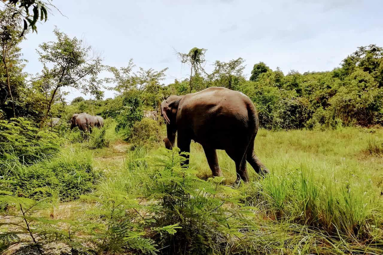 Excursão de um dia aos templos de Angkor Wat e à floresta de elefantes de Kulen