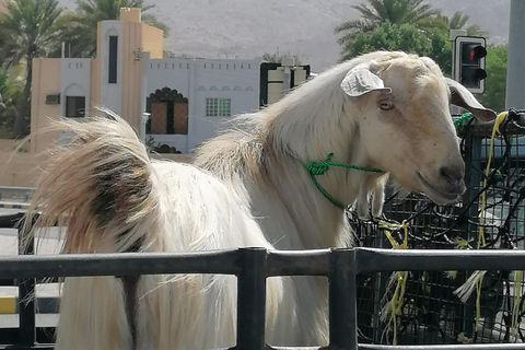 From Muscat: Nizwa and Misfat Al Abriyeen Private + Lunch