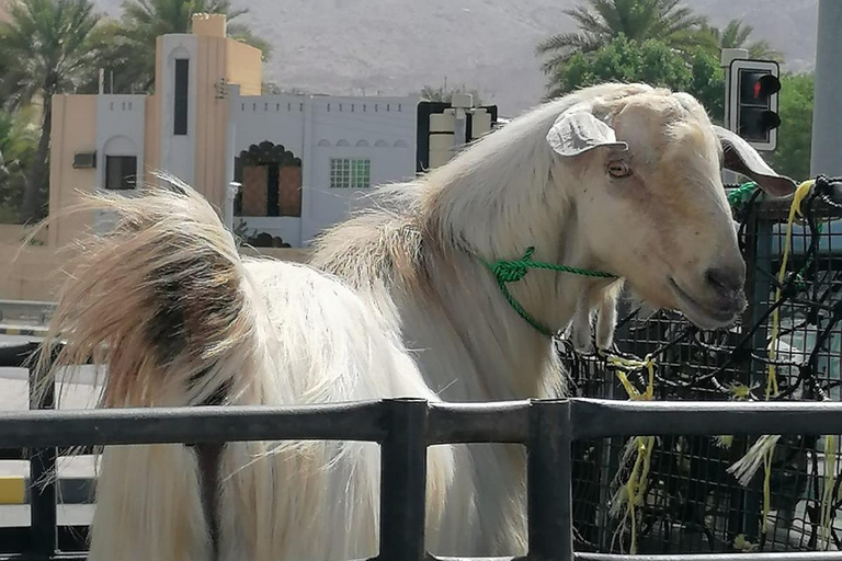 From Muscat: Nizwa and Misfat Al Abriyeen Private + Lunch