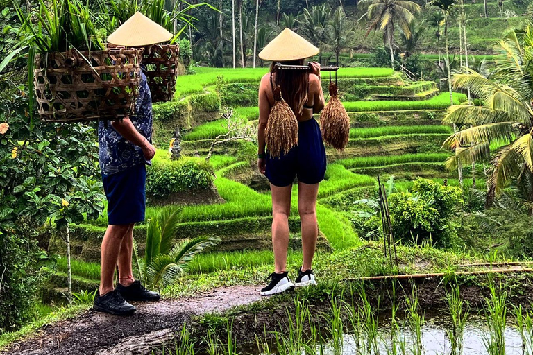 Bali Ubud Tour Monkey Forest, Waterfall, Temple & Rice Field Private Tour With Entrance Fee Tickets