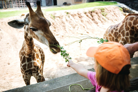 Safari med möte med giraffer