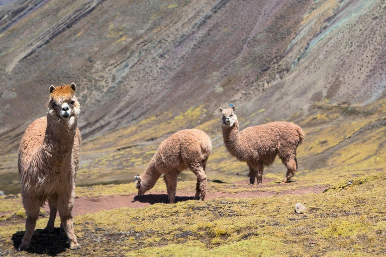 From Cusco: Palccoyo Rainbow Mountain Trek TourPalccoyo Rainbow Mountain Trek Day Tour