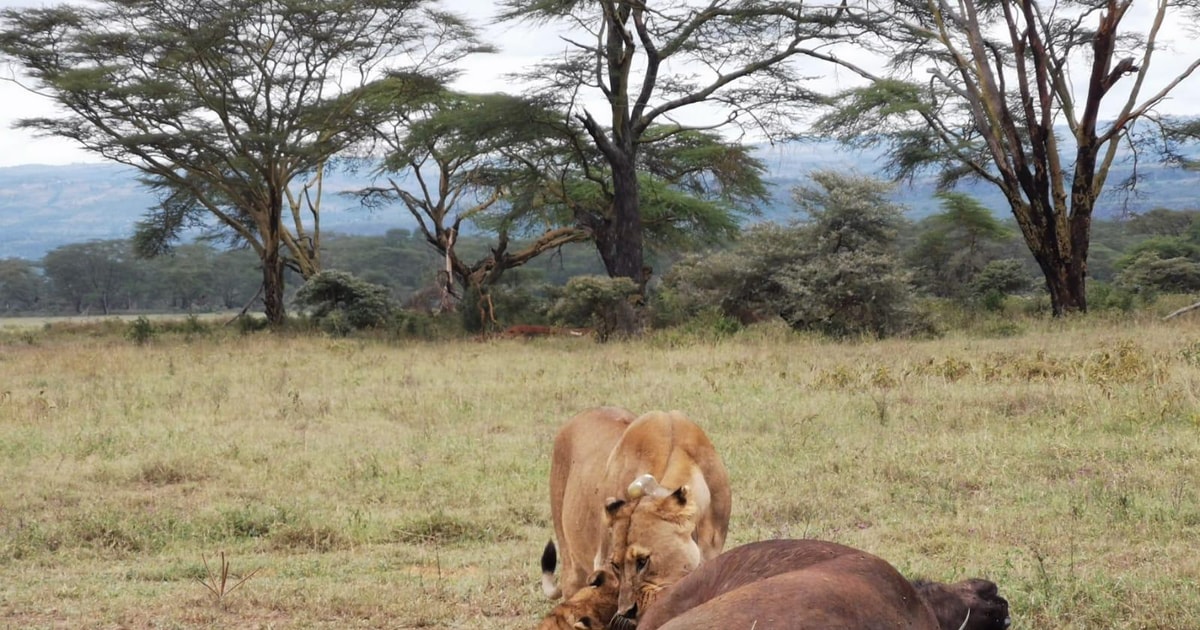 Amboseli National Park Guided Tour From Nairobi | GetYourGuide