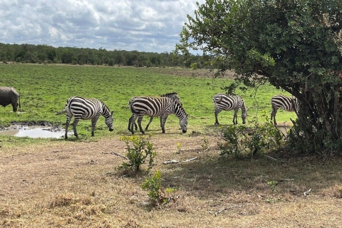Safari de 6 días en lodge de lujo : Norte de Tanzania