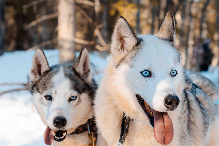 Rovaniemi: Insider 10 km Husky Sled Ride